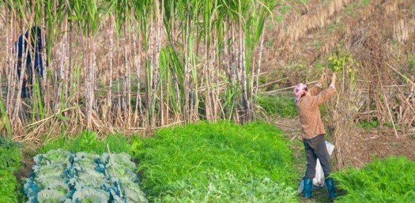 Mulheres crescem nos cargos de liderança no setor sucroenergético, aponta estudo