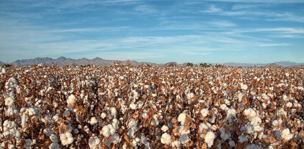 Valor da Produção Agropecuária é o maior dos últimos 31 anos