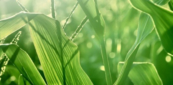 Os biocombustíveis podem reduzir as emissões globais de CO2 em 70% até 2050