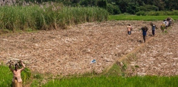 Índia superará o Brasil em produção mundial de açúcar na próxima safra