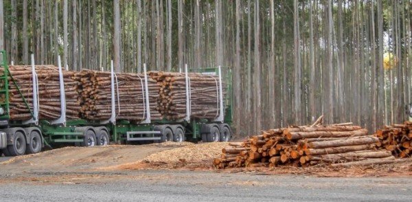 Cresce exportações no setor de papel e celulose em um ano no Brasil, aponta pesquisa