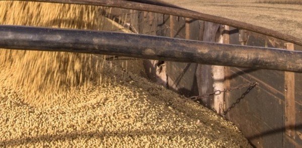 Rotação de Cultura entre soja e milho: o que é, benefícios e transporte