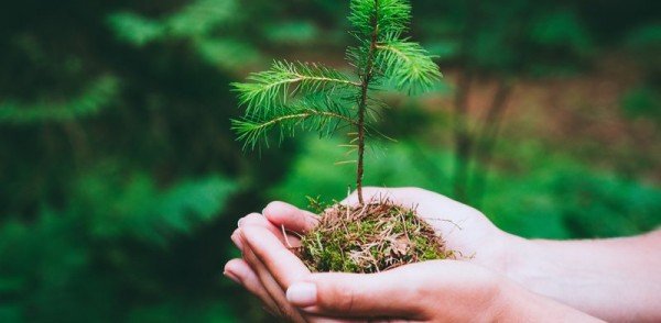 A modernização do sistema florestal brasileiro